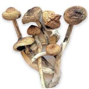 B+ Mushrooms