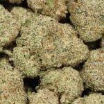 Alternative view of Black Kush