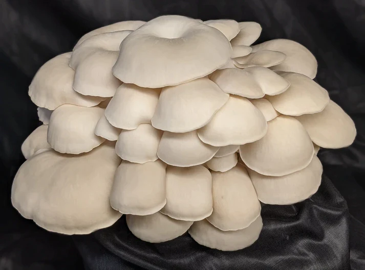 Elm Oyster Mushroom