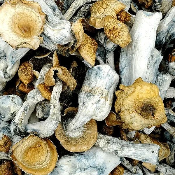 HillBilly Mushrooms