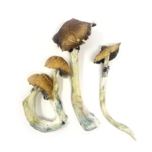 Koh Samui Mushroom