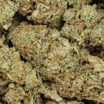 Lemon Kush
