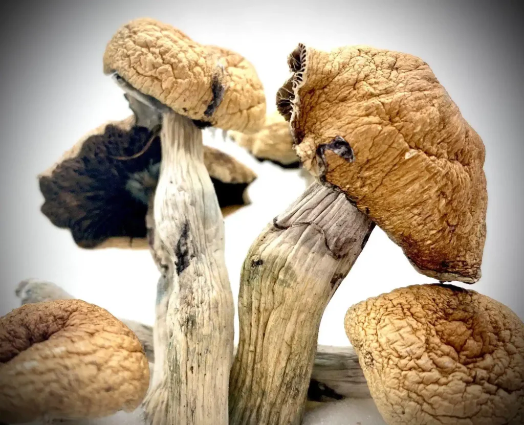 Lizard King Mushroom