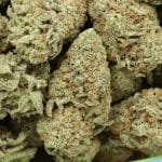Alternative view of Love Potion #1