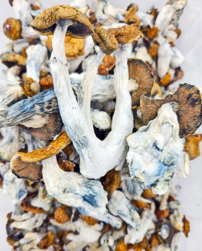 Makilla Gorilla Mushrooms