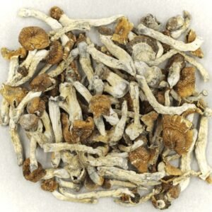 Malabar mushroom