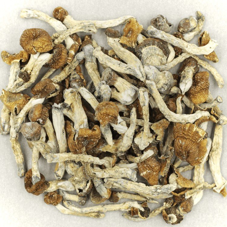 Malabar mushroom