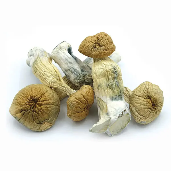 Mazatapec Mushroom