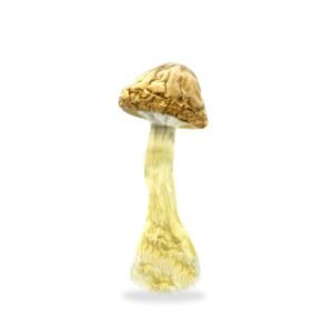 Melmac Mushrooms