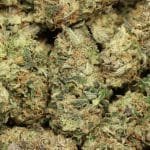 Miracle Alien Cookies AAAA+ Hybrid Craft
