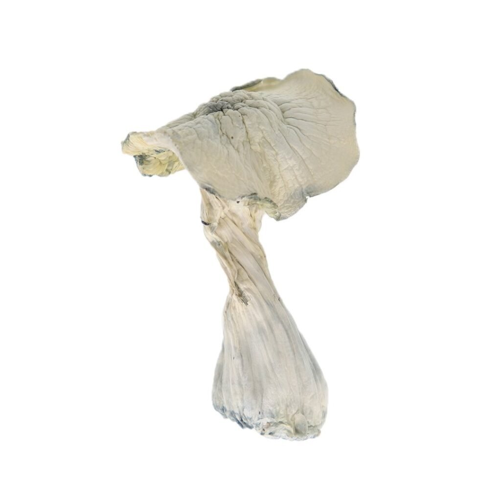 TAT Mushroom