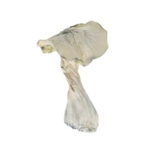 TAT Mushroom