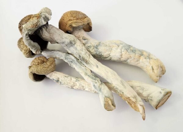 Thrasher Mushroom Strain