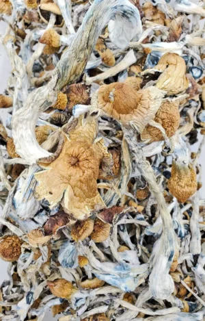 Z Strain Mushrooms