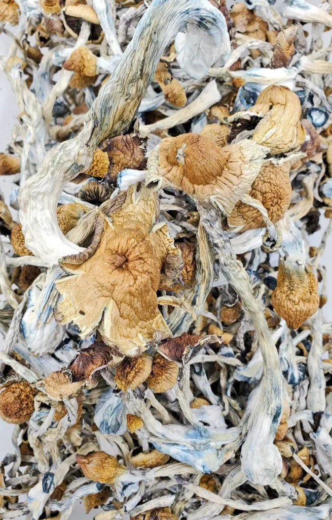 Z Strain Mushrooms