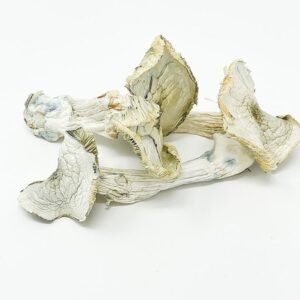 Albino A+ Mushroom