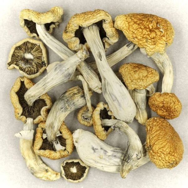 Golden Teacher Mushroom