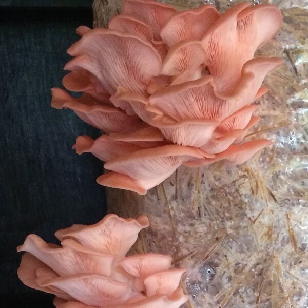 Pink Oyster Mushroom